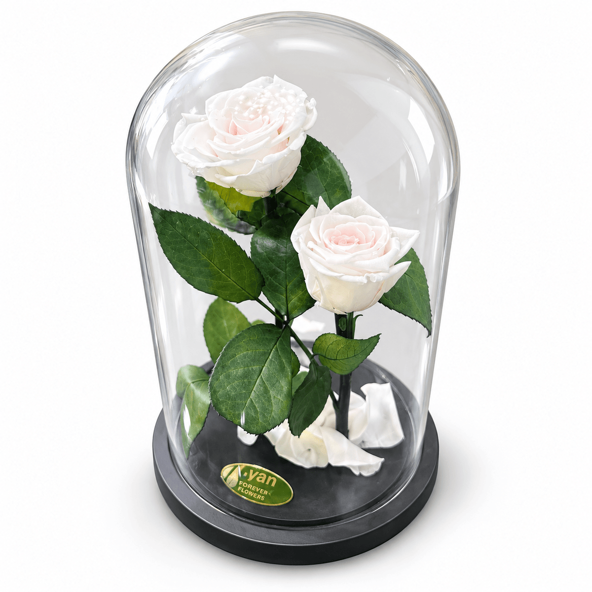 Forever Roses Λευκά Τριαντάφυλλα