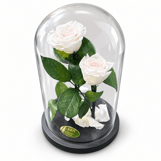 Forever Roses Λευκά Τριαντάφυλλα