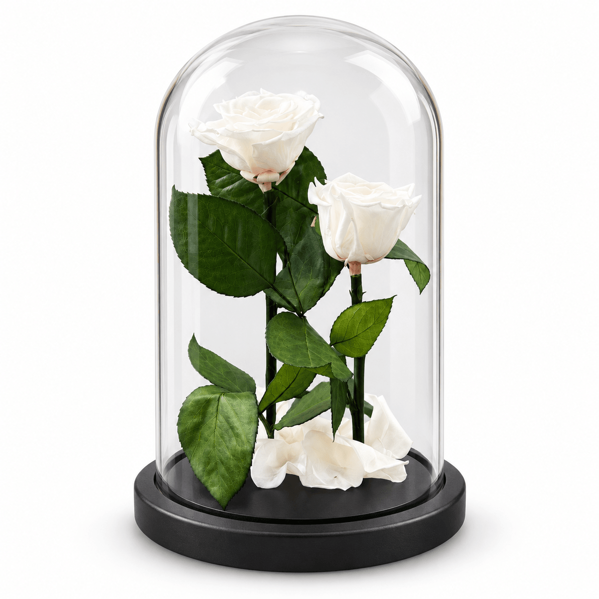 Forever Roses Λευκά Τριαντάφυλλα