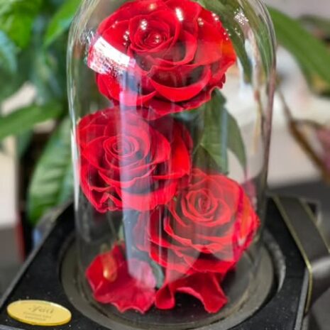 474042902_1147453323670345_8217532343731244378_n (1)